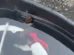 Jovem fica quase 1 hora com cobra venenosa escondida dentro do capacete