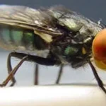 Larva que devora tecido vivo já infectou mais de 500 pessoas no México