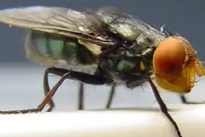 Larva que devora tecido vivo já infectou mais de 500 pessoas no México