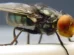 Larva que devora tecido vivo já infectou mais de 500 pessoas no México