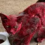 Mistério de 'gata vermelha' dispara alerta em cidade: 'Não a ajudem'