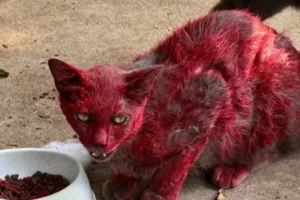 Mistério de 'gata vermelha' dispara alerta em cidade: 'Não a ajudem'