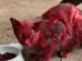Mistério de 'gata vermelha' dispara alerta em cidade: 'Não a ajudem'