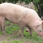 Morre porco clonado em projeto da USP para transplante de órgãos em humanos