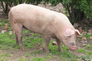 Morre porco clonado em projeto da USP para transplante de órgãos em humanos