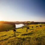 Mudança no licenciamento ambiental impacta produção agrícola e pecuária