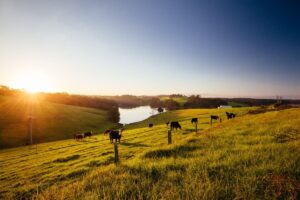 Mudança no licenciamento ambiental impacta produção agrícola e pecuária