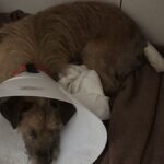 Mulher é presa em flagrante por maus-tratos a cachorro na região