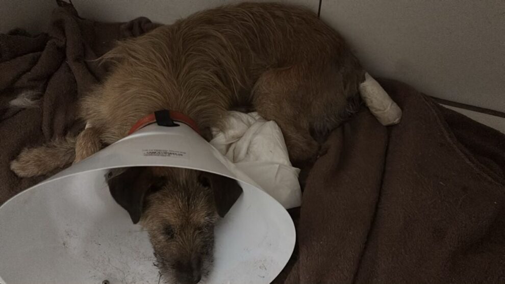 Mulher é presa em flagrante por maus-tratos a cachorro na região
