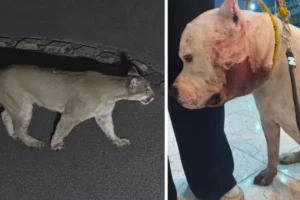 Onça ataca pitbull dentro de casa em São Paulo; vídeo