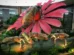 Parque do Ingá terá exposição de insetos gigantes