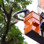 Prefeitura cita 'inviabilidade operacional' de lei que autoriza poda e remoções de árvores em terrenos de entidades sem fins lucrativos em Maringá