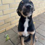 Projeto de lei quer dar coleiras reflexivas para cães comunitários em Maringá