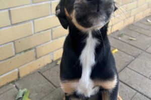 Projeto de lei quer dar coleiras reflexivas para cães comunitários em Maringá