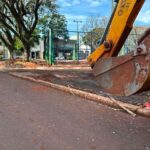 Remoção de tamareiras de praça em Maringá é levada ao Ministério Público