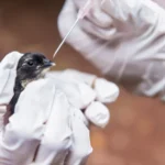 SP confirma segundo caso de gripe aviária do ano em ave encontrada no Ibirapuera