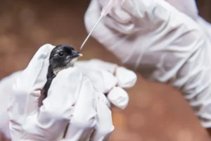 SP confirma segundo caso de gripe aviária do ano em ave encontrada no Ibirapuera