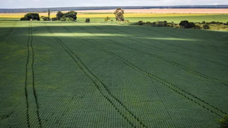 Senado aprova plano para fabricação de fertilizantes no Brasil