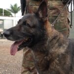 Três mil operações depois, primeiro cão farejador da Polícia Civil de Maringá está perto de se aposentar