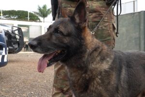 Três mil operações depois, primeiro cão farejador da Polícia Civil de Maringá está perto de se aposentar