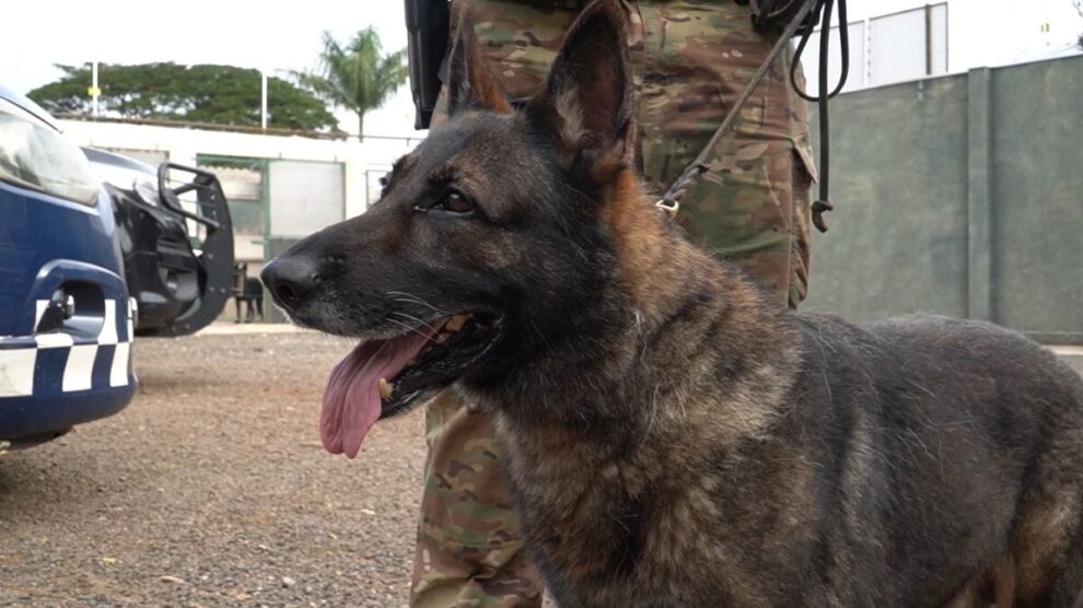 Três mil operações depois, primeiro cão farejador da Polícia Civil de Maringá está perto de se aposentar