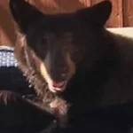 Urso-negro invade hidromassagem de casa e é filmado nos EUA