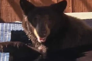 Urso-negro invade hidromassagem de casa e é filmado nos EUA