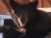 Urso-negro invade hidromassagem de casa e é filmado nos EUA