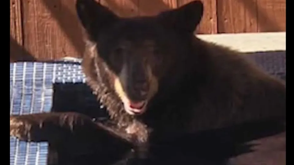 Urso-negro invade hidromassagem de casa e é filmado nos EUA