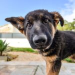 Vereador propõe multa de R$ 50 mil para quem praticar o 'vicaricídio animal' em Maringá