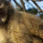 Visitante atrai macaco-prego com planta e o derruba com tapa em SC