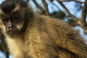 Visitante atrai macaco-prego com planta e o derruba com tapa em SC