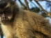 Visitante atrai macaco-prego com planta e o derruba com tapa em SC