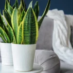 5 plantas fáceis de cuidar e que aguentam semanas sem água