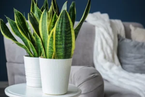 5 plantas fáceis de cuidar e que aguentam semanas sem água