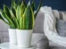 5 plantas fáceis de cuidar e que aguentam semanas sem água