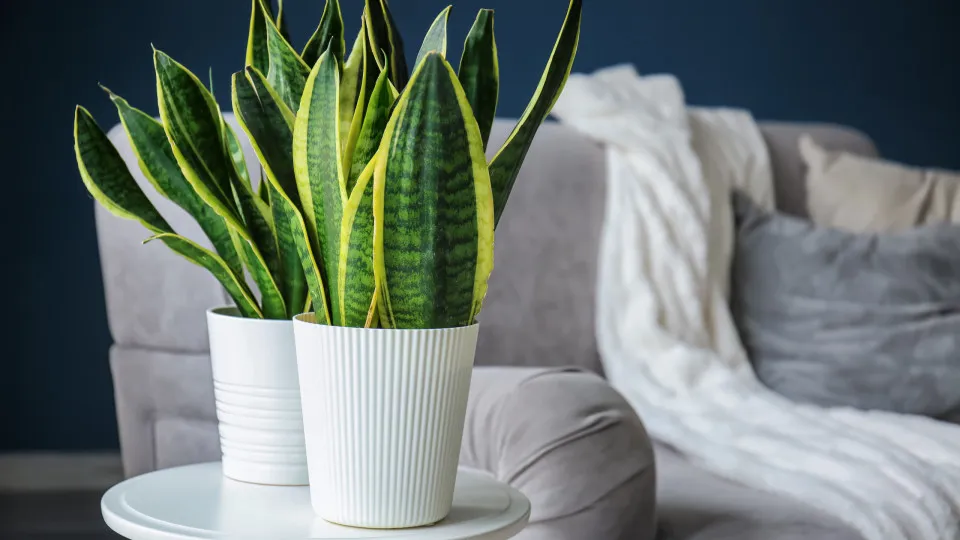 5 plantas fáceis de cuidar e que aguentam semanas sem água