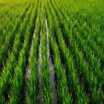 Arroz terá menor área no Sul desde 1982 e preço pode subir