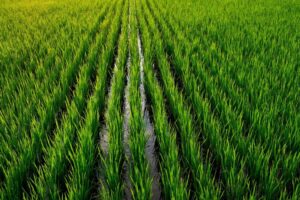 Arroz terá menor área no Sul desde 1982 e preço pode subir
