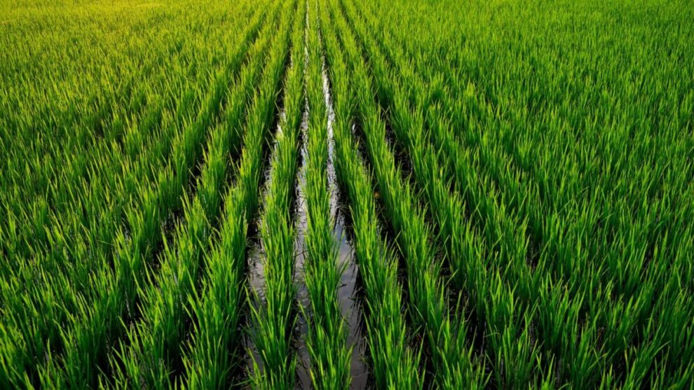 Arroz terá menor área no Sul desde 1982 e preço pode subir