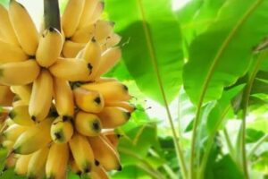 Banana a R$ 90,00 nos EUA abre oportunidade para o Paraná