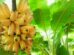Banana a R$ 90,00 nos EUA abre oportunidade para o Paraná