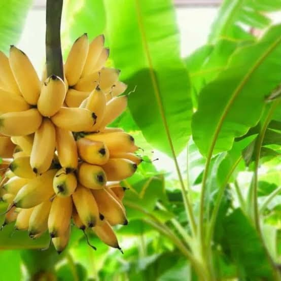 Banana a R$ 90,00 nos EUA abre oportunidade para o Paraná