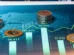 Bolsa dispara mais de 3% com pesquisa Quaest e tensão no Oriente Médio; dólar recua