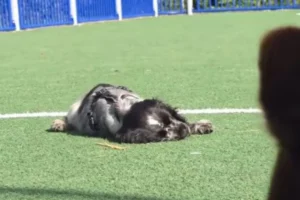 Cão com narcolepsia viraliza ao dormir durante brincadeiras; assista