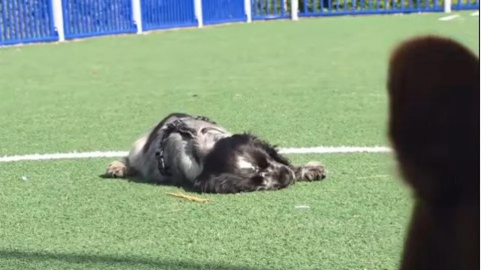 Cão com narcolepsia viraliza ao dormir durante brincadeiras; assista