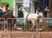 Cavalo desgovernado é controlado por menina de 12 anos no RS