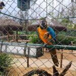 Centro de reabilitação em Maringá é o que mais devolve animais silvestres para a natureza no interior do Paraná