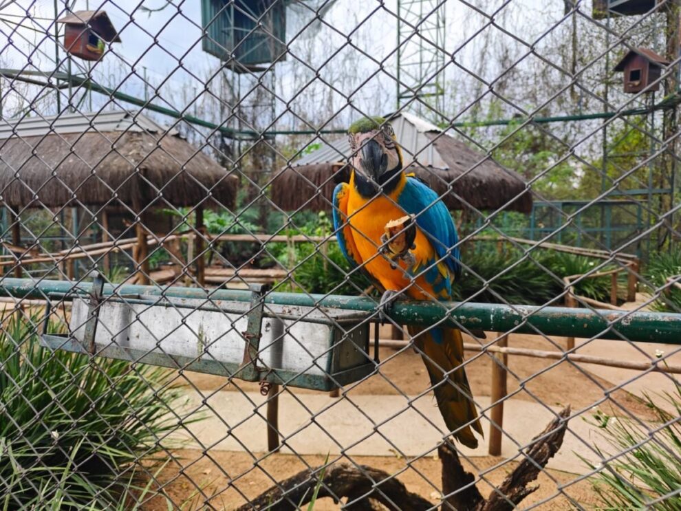 Centro de reabilitação em Maringá é o que mais devolve animais silvestres para a natureza no interior do Paraná