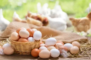 Como saber se o ovo é realmente orgânico e se ele tem mais nutrientes